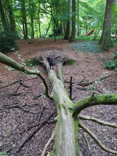 Hundeauslaufgebiet-Burgwald Dinklage-Bild