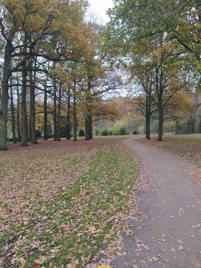 Hundeauslaufgebiet-Bürgerpark-Bild