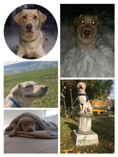 Warum liebst du deinen Hund?-Beitrag-Bild