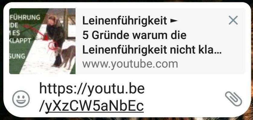 Halsband-Beitrag-Bild