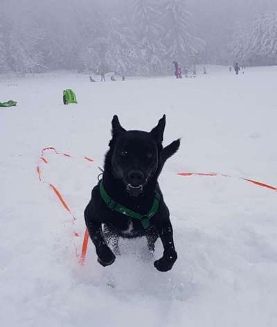 Challenge Nr. 16         Dynamik - Dein Hund in Bewegung-Beitrag-Bild