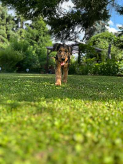 Hundetreffen-Welpen-Treff rund um Heidelberg-Bild