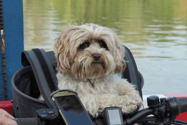 Radfahren mit Hund-Beitrag-Bild