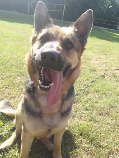 Schäferhund-Beitrag-Bild