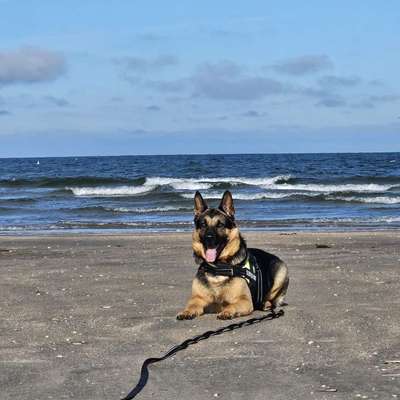 Hundetreffen-Gassi gehen und spielen-Bild