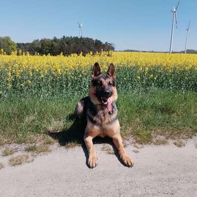 Hundetreffen-Gassi gehen und spielen-Bild