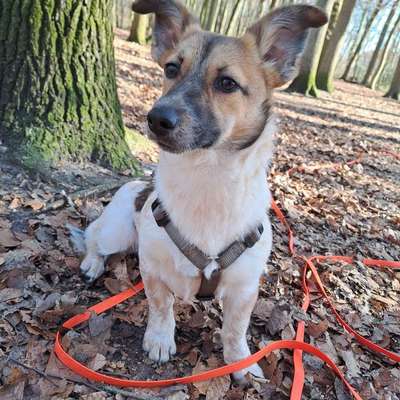 Hundetreffen-Treffen mit Junghund aus dem Tierschutz-Bild