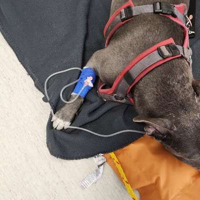 Giftköder-Giftköder-Bild