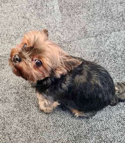 Dogorama Photo Challenge - Hundeblick zum hinschmelzen-Beitrag-Bild