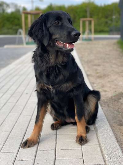 Hovawart-Beitrag-Bild