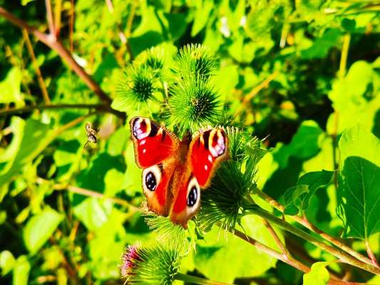 Die wunderschöne Welt mit Hund.-Beitrag-Bild