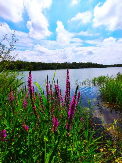 Die wunderschöne Welt mit Hund.-Beitrag-Bild