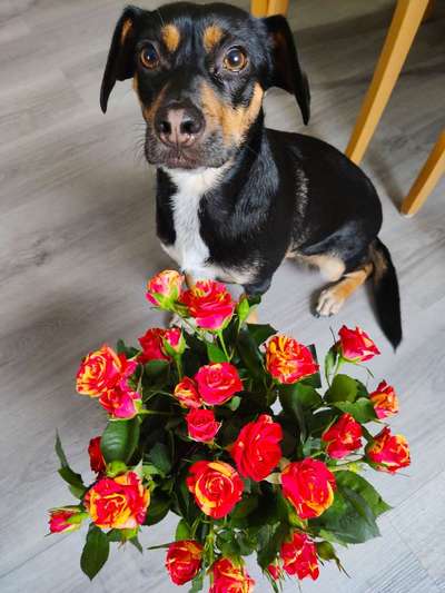 Lieblingsbild von euren Hunden?-Beitrag-Bild