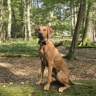 Hundetreffen-Spiel- und Gassirunde-Bild