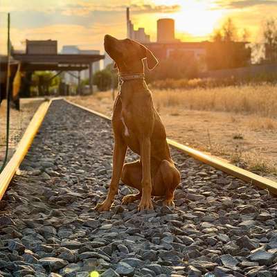 Hundetreffen-Spiel- und Gassirunde-Bild