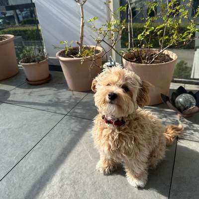 Hundetreffen-Gassi und Spielen in der Rheinaue-Bild