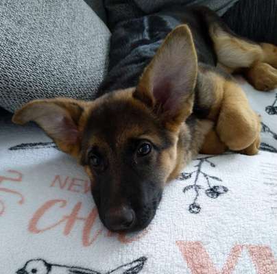 Dogorama Photo Challenge - Hundeblick zum hinschmelzen-Beitrag-Bild