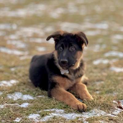 Hundetreffen-Hundetreffen/ Spielen-Bild