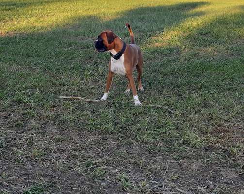 Boxer ???-Beitrag-Bild