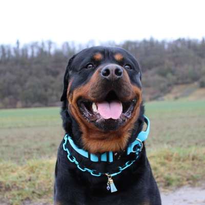 Hundetreffen-❤️Gemeinsam Gassi❤️-Bild