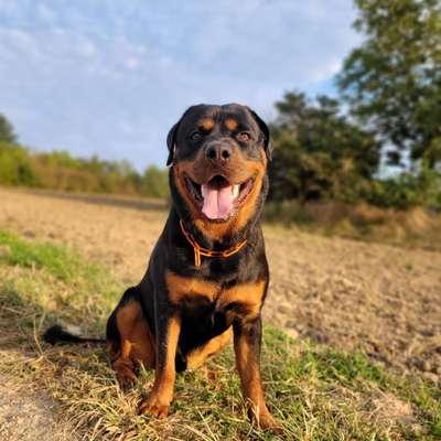 Hundetreffen-Treffen  für gemeinsames Training-Bild