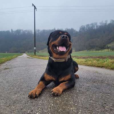 Hundetreffen-❤️Gemeinsam Gassi❤️-Bild