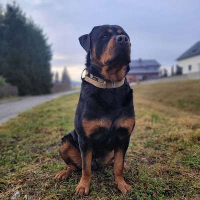 Hundetreffen-❤️Gemeinsam Gassi❤️-Bild