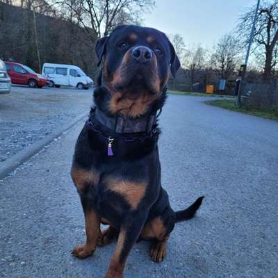 Hundetreffen-❤️Gemeinsam Gassi❤️-Bild