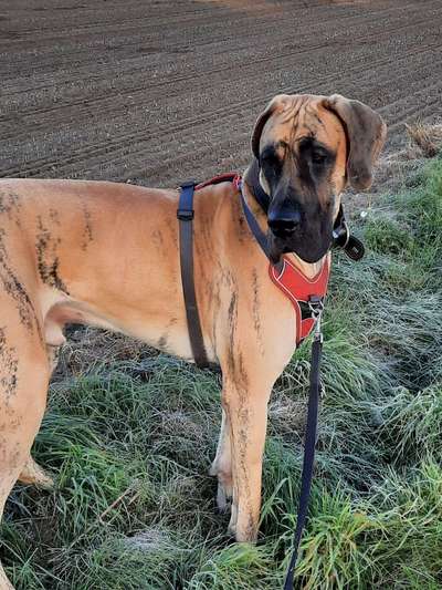 Deutsche Doggen Besitzer zeigt euch-Beitrag-Bild