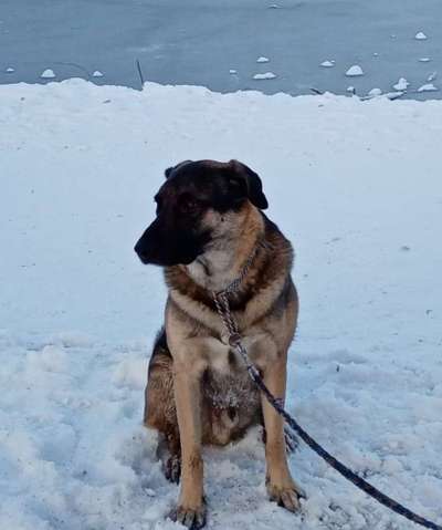 Schäferhund-Beitrag-Bild