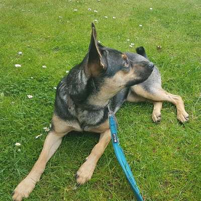 Rasse meines Hundes-Beitrag-Bild