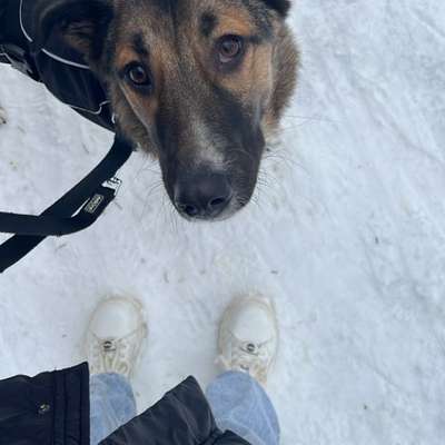 Hundetreffen-Spielgefährte gesucht-Bild