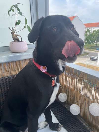 Tongue Out Tuesday-Beitrag-Bild