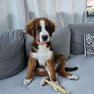 Hundetreffen-Spieltreffen für Welpen-Bild
