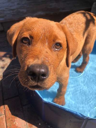 Die Dogorama Kalender Challenge 4/4-Beitrag-Bild