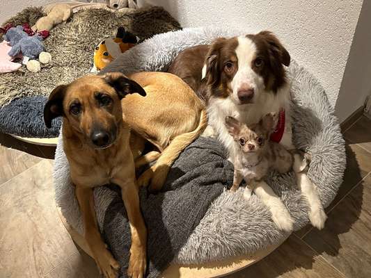 Hundetreffen-Hunde treffen-Bild