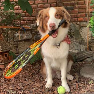 Hundetreffen-Begegnungstraining