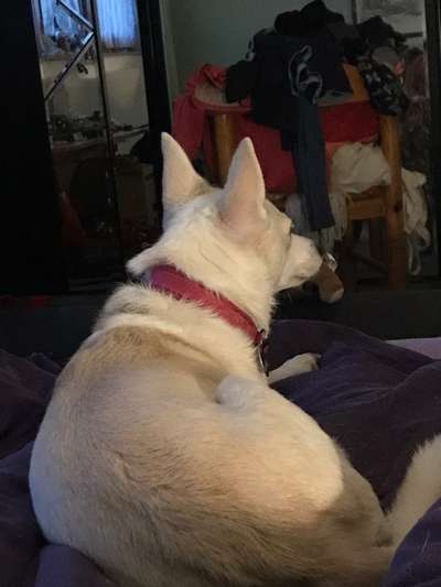 Mischlingshunde Foto Aufruf-Beitrag-Bild