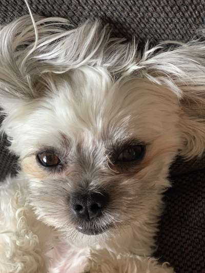 Dogorama Photo Challenge - Be my valentine-Beitrag-Bild