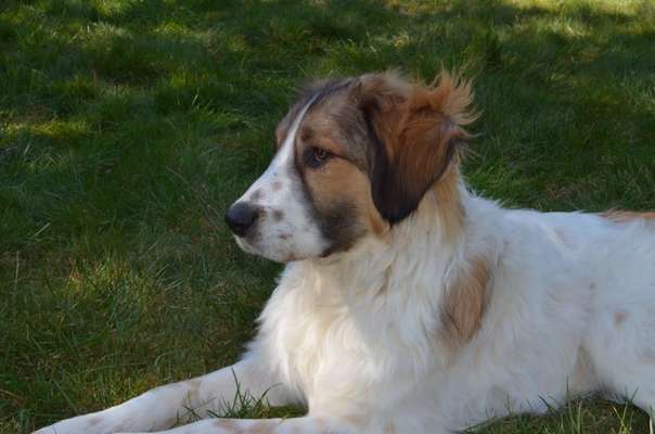 Auslandstierschutz-Beitrag-Bild