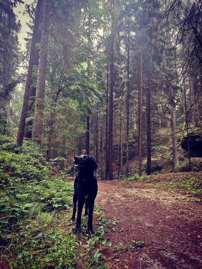 Dogorama Photo Challenge - Märchenwald-Beitrag-Bild