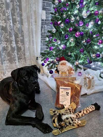 Rassensuche Cane Corso Italiano-Beitrag-Bild