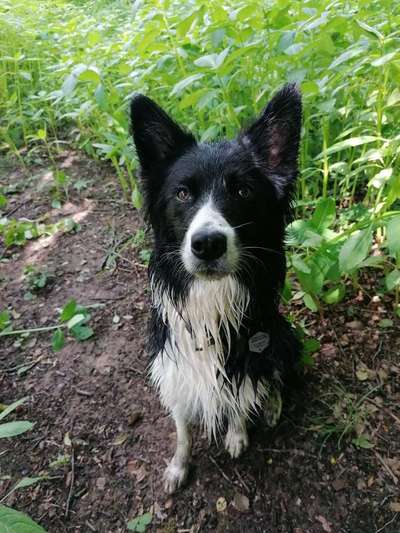 Die Dogorama Monats Challenge "Es grünt und blüht"-Beitrag-Bild