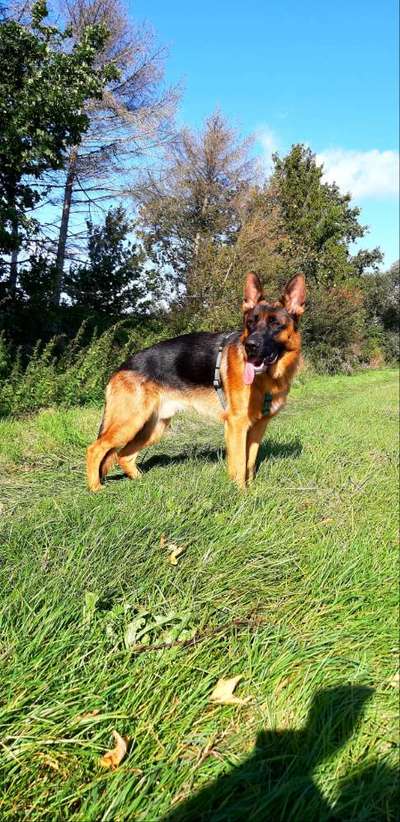 Schäferhund-Beitrag-Bild