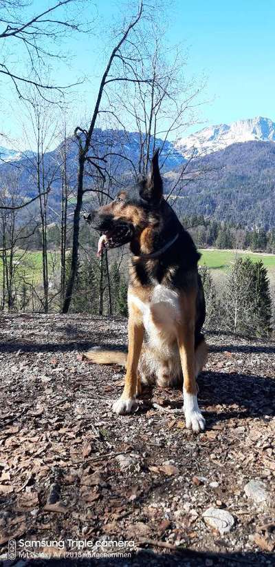 Schäferhund-Beitrag-Bild