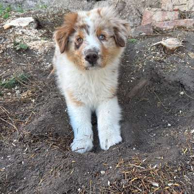 Hundetreffen-🐾 Welpentreffen rund um Staßfurt gesucht 🐶-Bild