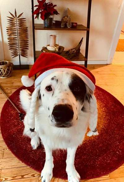 Challenge Nr. 8  Dein Hund im Weihnachtslook-Beitrag-Bild