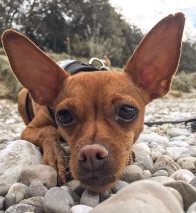 Foto's und Hundemodels-Beitrag-Bild