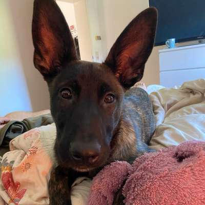 Hundetreffen-Hundetreffen - Spaziergang oder See-Bild