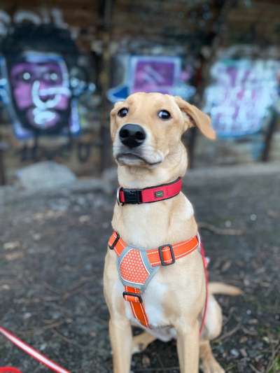 Die besten Hundeblicke 🐾❤️-Beitrag-Bild